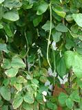 snake bean